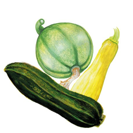 Sommarsquash Mix Svenskodlat frö