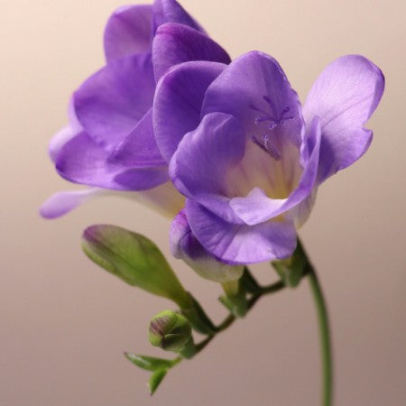 Freesia 'Single Purple' 5st