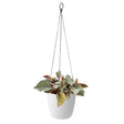 Brussels hanging basket 18cm White
