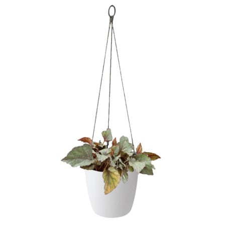 Brussels hanging basket 18cm White
