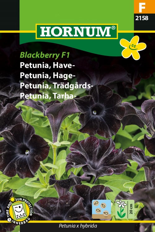 Petunia 'Blackberry' F1