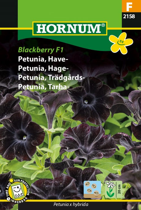 Petunia 'Blackberry' F1