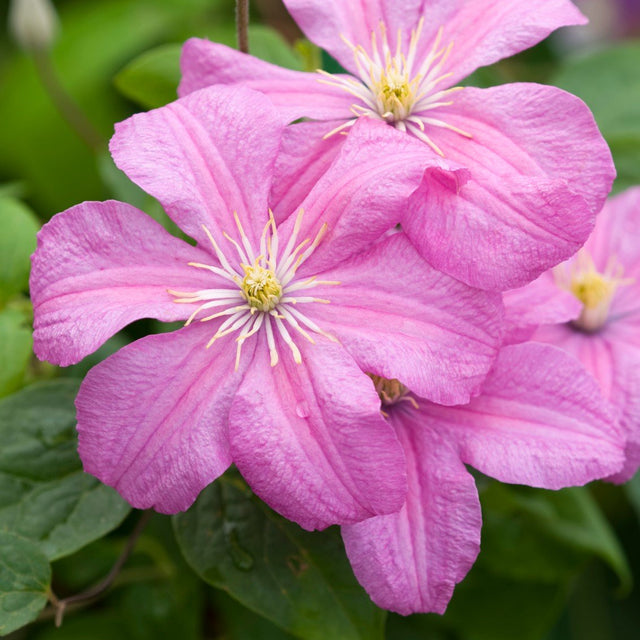 Klematis 'Comtesse de Bouchaud' 5-pack