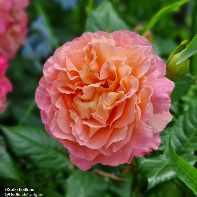 Tehybridros 'Augusta Luise' 10-pack barrotad