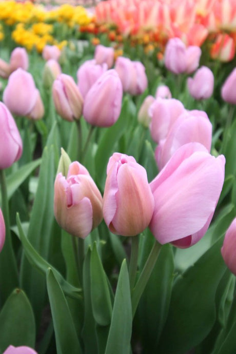 Darwinhybridtulpan 'Mystic Van Eijk' 8st
