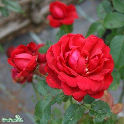 Modern buskros 'Capricia Renaissance' 10-pack barrot