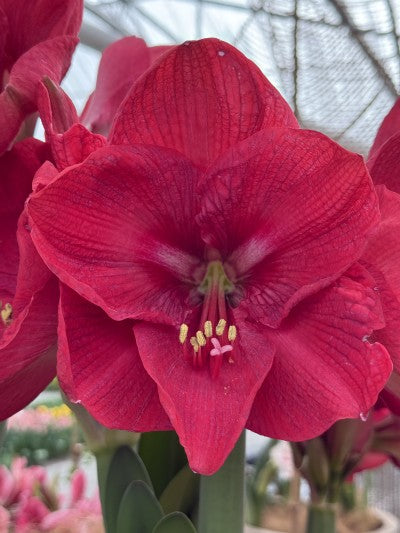 Amaryllis 'Pink Rival' 1st