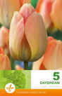 Darwinhybridtulpan 'Daydream' 5st