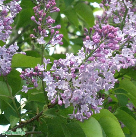 Syren, Vanlig co 5-pack