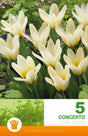 Kejsartulpan 'Concerto' 5st