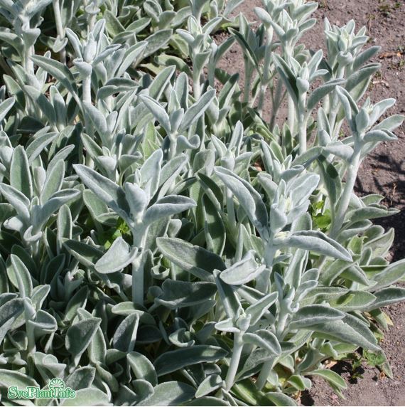 Lammöron 11cm kruka