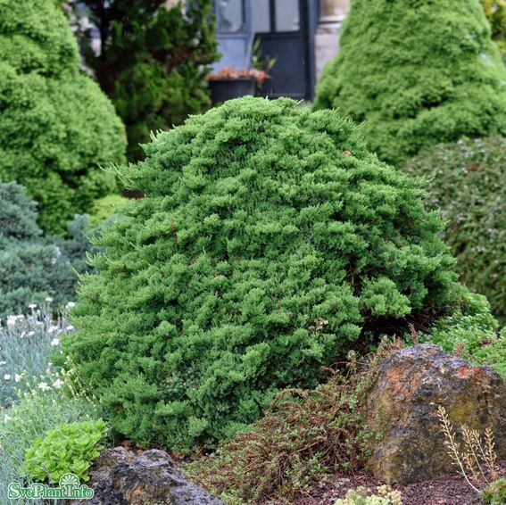 Japansk kryp-en 'Nana' 25-30 co