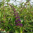 Syrenbuddleja 'Ile de France' co 1-pack