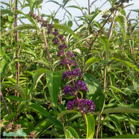 Syrenbuddleja 'Ile de France' co 1-pack