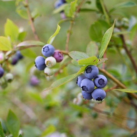 Amerikansk blåbär 'Roxy Blue' 5-pack i kruka