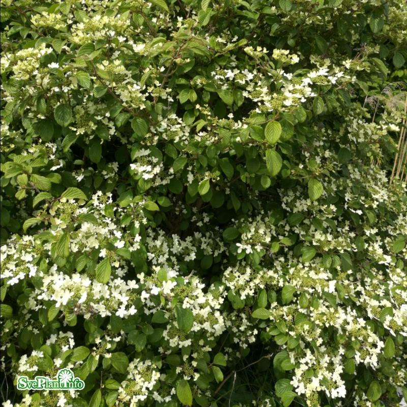 Klätterhortensia co 1-pack