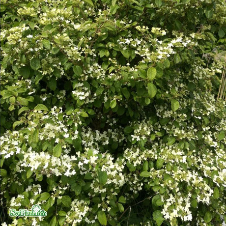 Klätterhortensia co 5-pack