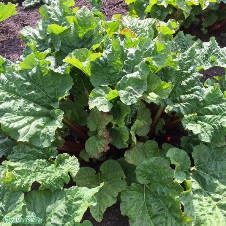 Rabarber 'Victoria' 5-pack