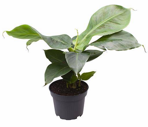 Bananplanta 'Oriental Dwarf' 12cm kruka