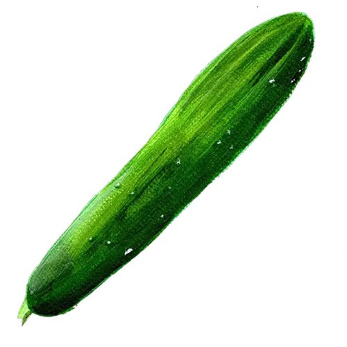 Gurka 'Gergana' Svenskodlat frö