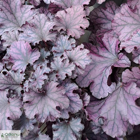 Alunrot 'Frosty Night' 12cm kruka
