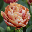 Dubbel Sen Tulpan 'Copper Image' 5st