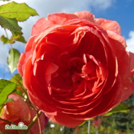 Austinros 'Summer Song' 1-pack barrotad