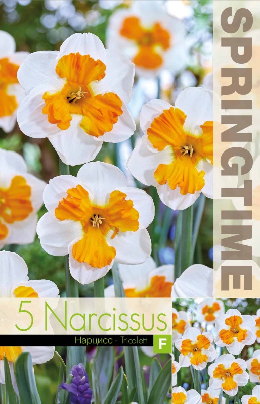 Trumpetnarciss 'Tricolett' 5st
