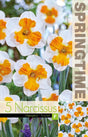 Trumpetnarciss 'Tricolett' 5st