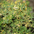 Citrontimjan 'Golden King' 12cm kruka