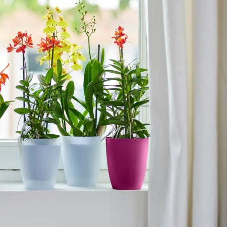 Brussels Orchid High 12,5cm Cherry Red