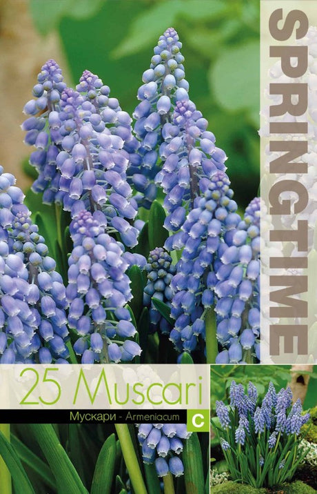 Armenisk Pärlhyacint 25st