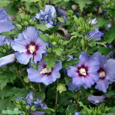 Frilandshibiskus 'Oiseau Bleu' 1-pack i kruka