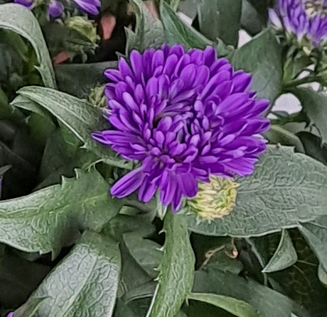 Höstaster 'Blue Bayou' 10,5cm kruka