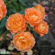 Floribundaros 'Fellowship' 1-pack barrot