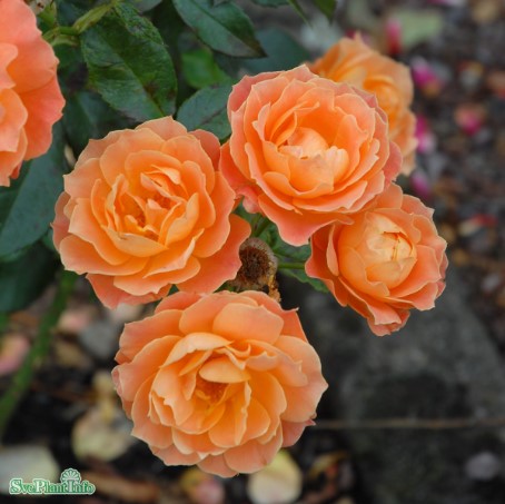 Floribundaros 'Fellowship' 1-pack barrot