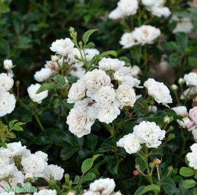 Miniatyrros 'White Fairy' 10-pack barrot