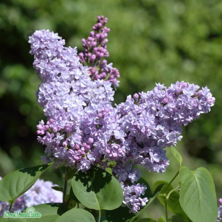 Syren 100-p barrotad 50-80cm