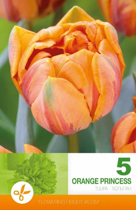 Dubbel Sen Tulpan 'Orange Princess' 5st