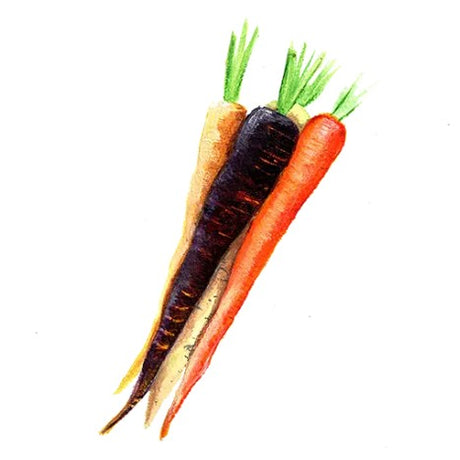 Morötter Mix Svenskodlat frö