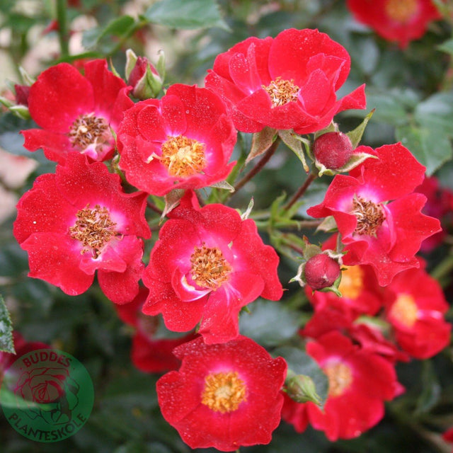 Modern buskros 'Bassino' 10-pack barrot