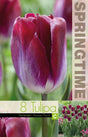 Triumphtulpan 'Kansas Proud' 8st