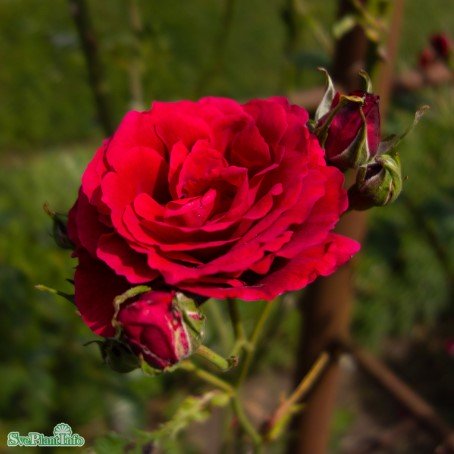 Klätterros 'Sympathie' 5-pack barrotad