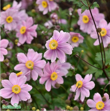 Höstanemon 'Serenade' 11cm kruka