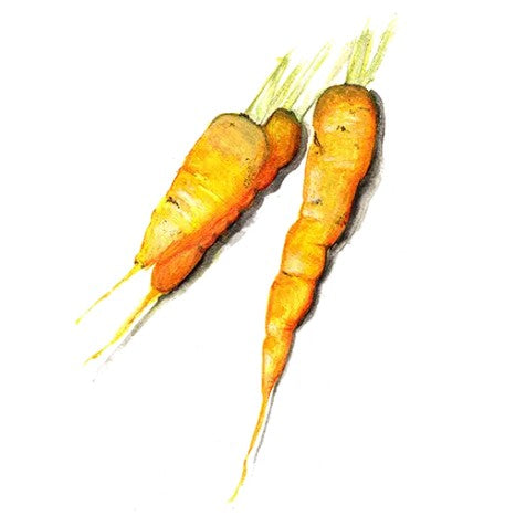 Morot 'Jaune de Doubs' Svenskodlat frö