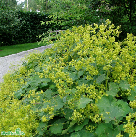 Jättedaggkåpa 11cm kruka