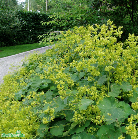 Jättedaggkåpa 11cm kruka