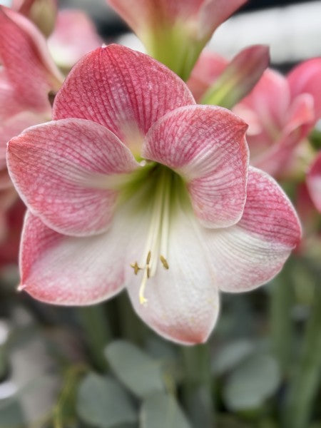 Amaryllis 'Appleblossom' 1st