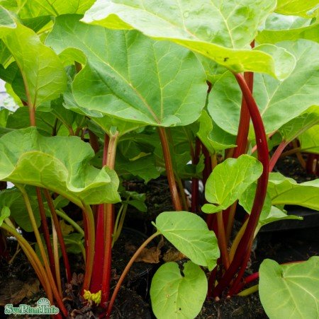 Rabarber 'Barbro' 5-pack