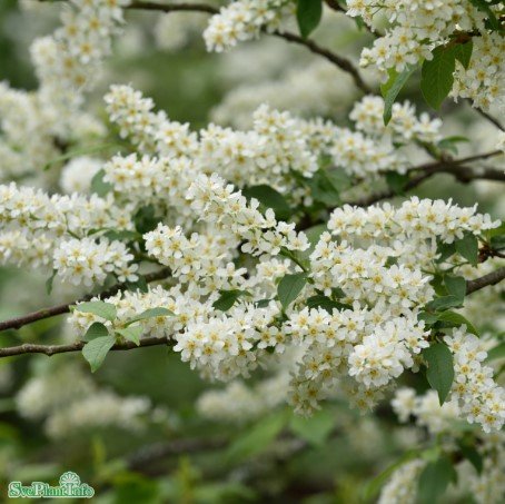 Hägg 100-p Barrot 50-80cm